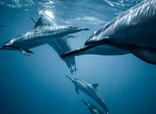 爱游戏体育科室-Zika兰博开出好大，BLG拿下小龙但被WBG众人追杀